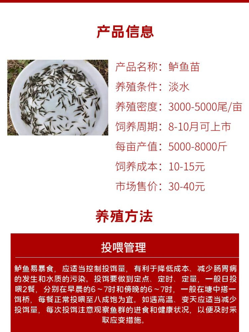 鲈鱼苗批发产地直销一手货源齐规格低价格