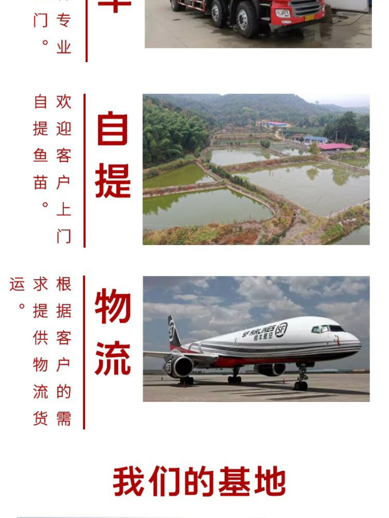 鲈鱼苗批发产地直销一手货源齐规格低价格