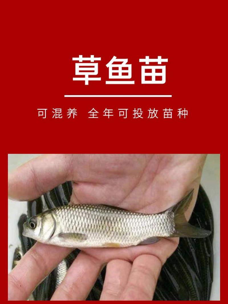 红草鱼苗批发产地直销运输损耗包赔杂交4-7公分