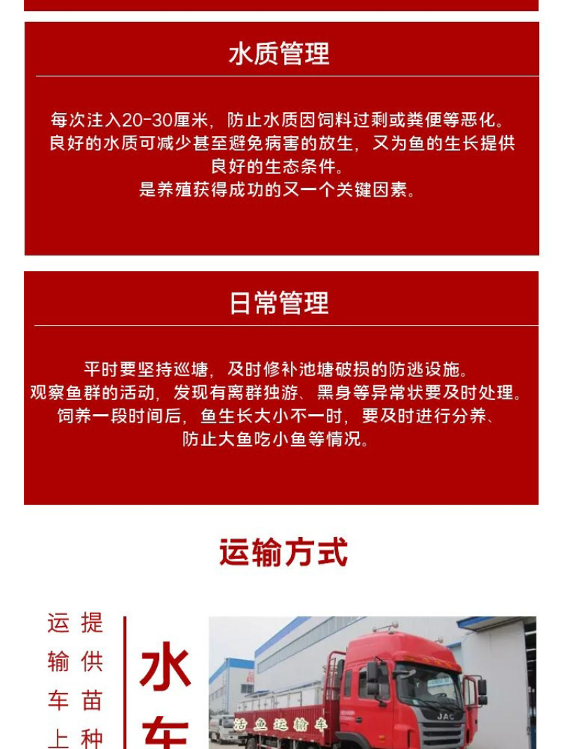 红草鱼苗批发产地直销运输损耗包赔杂交4-7公分