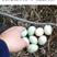 云南鸡苗-五黑绿壳蛋鸡苗，稳产蛋率、绿壳率，已做好疫苗！