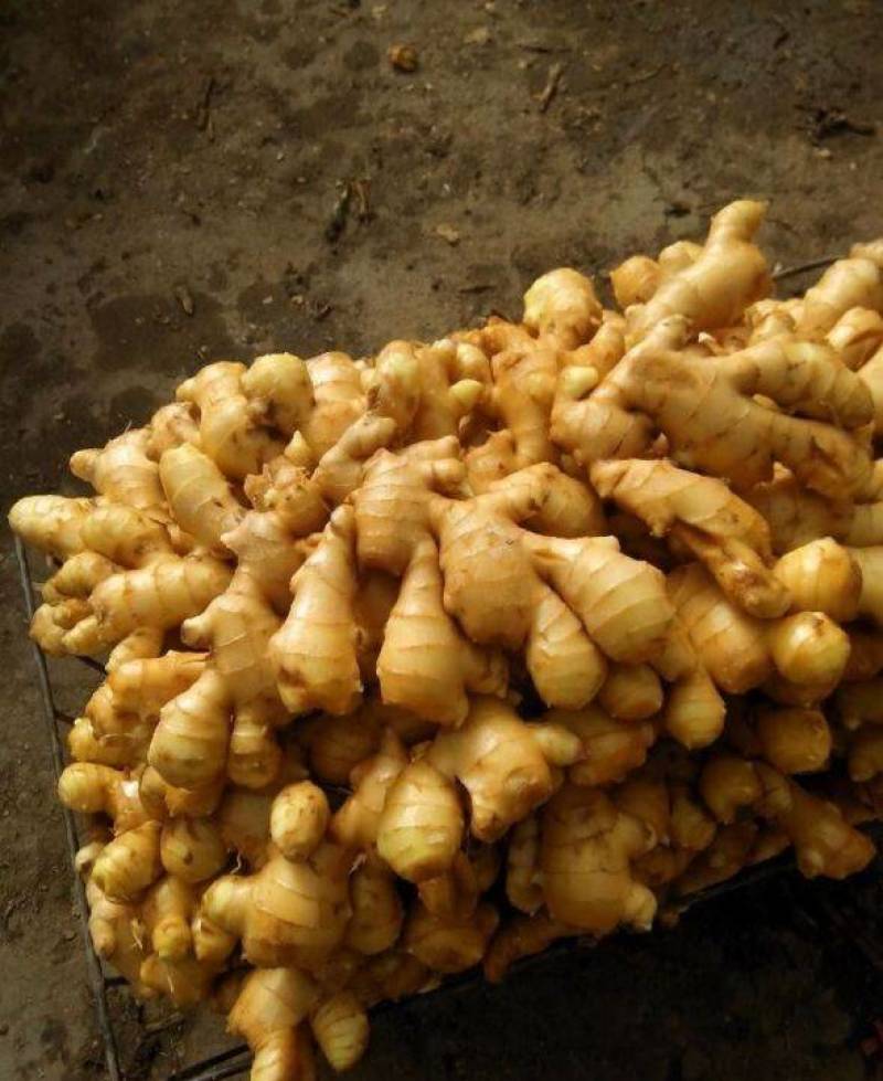 江苏万亩老姜产地直销批发，每天上货几十万斤任意挑选。