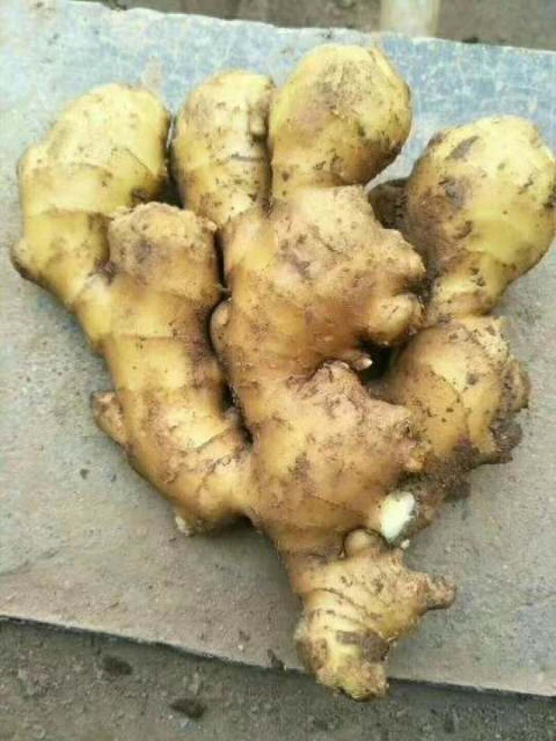 江苏万亩老姜产地直销批发，每天上货几十万斤任意挑选。