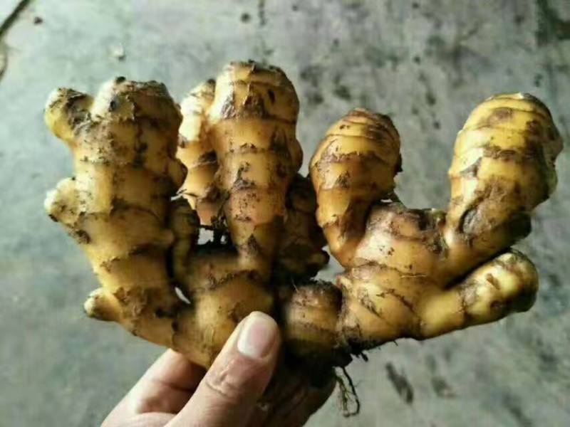 江苏万亩老姜产地直销批发，每天上货几十万斤任意挑选。