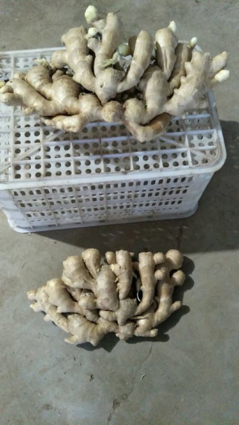 河南万亩老姜产地直销批发，每天上货几十万斤任意挑选。