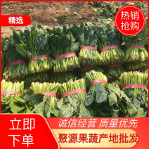 精品困把菜，叶片厚，无黄叶，营养价值高。