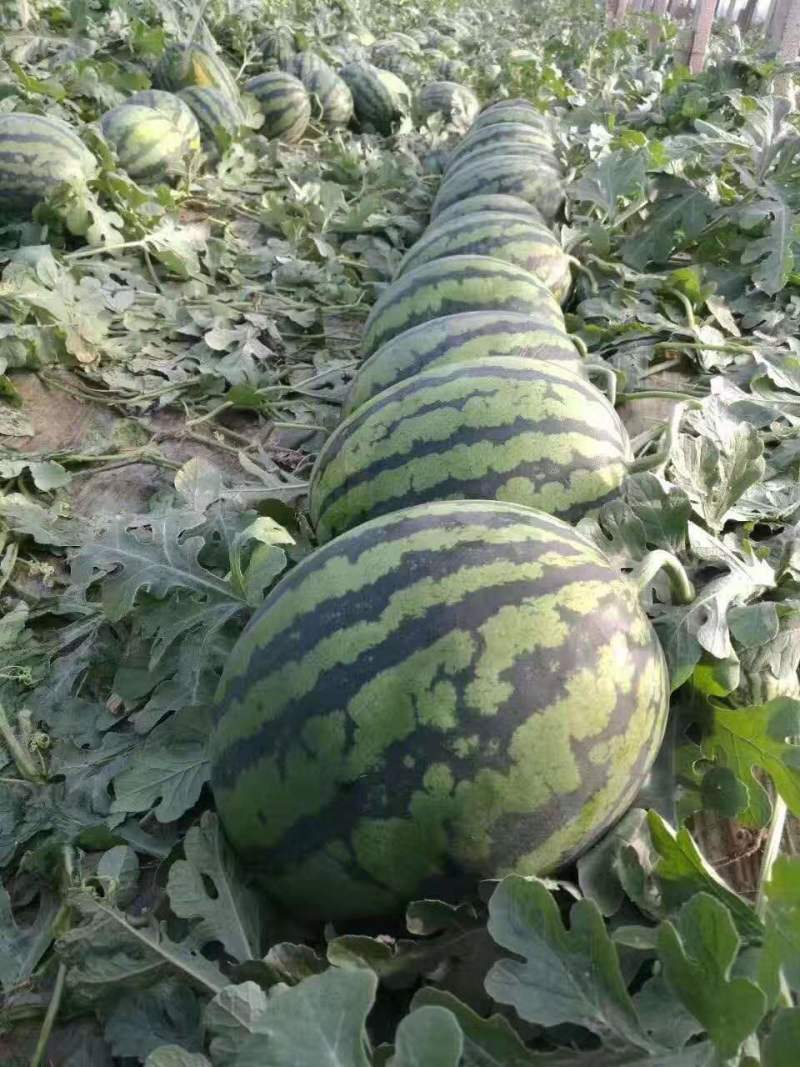 甜王大型西瓜苗花皮高产大西瓜苗甜度高嫁接直播苗供应