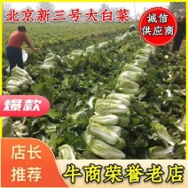 【精品】白菜北京三号精品扁包对头白菜产地直销质保价优