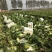 【精品】白菜北京三号精品扁包对头白菜产地直销质保价优