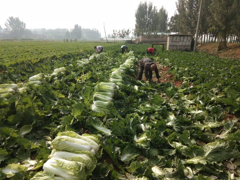 【精品】白菜北京三号精品扁包对头白菜产地直销质保价优