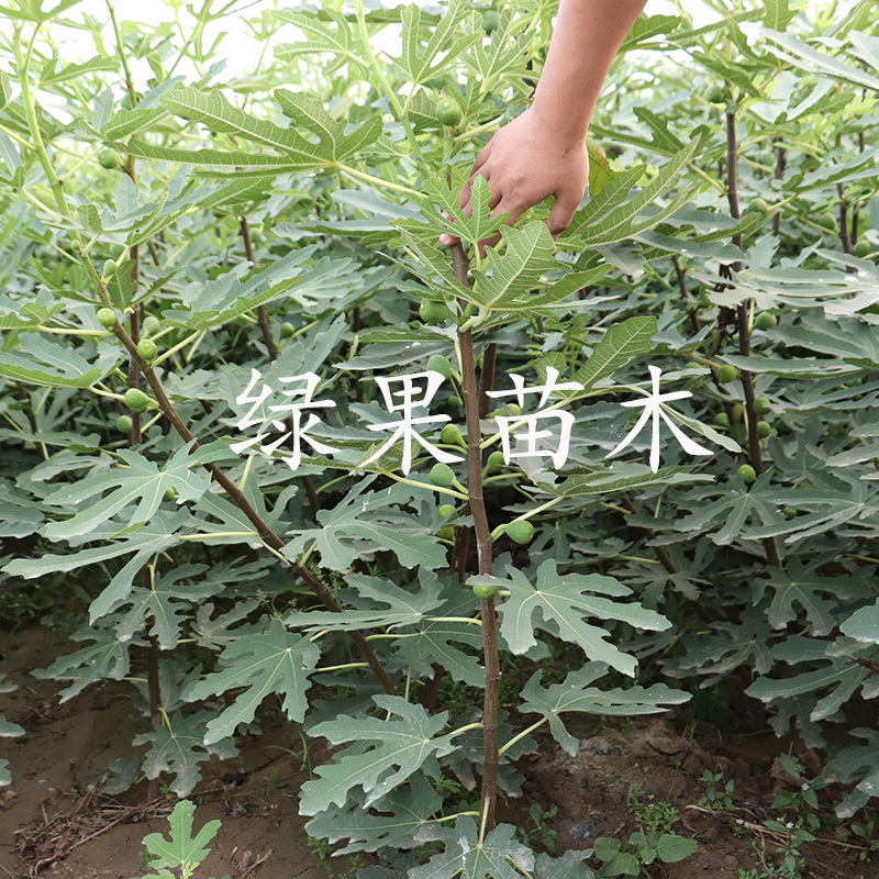 加州黑无花果苗盆栽地栽当年结果基地直销品种保证