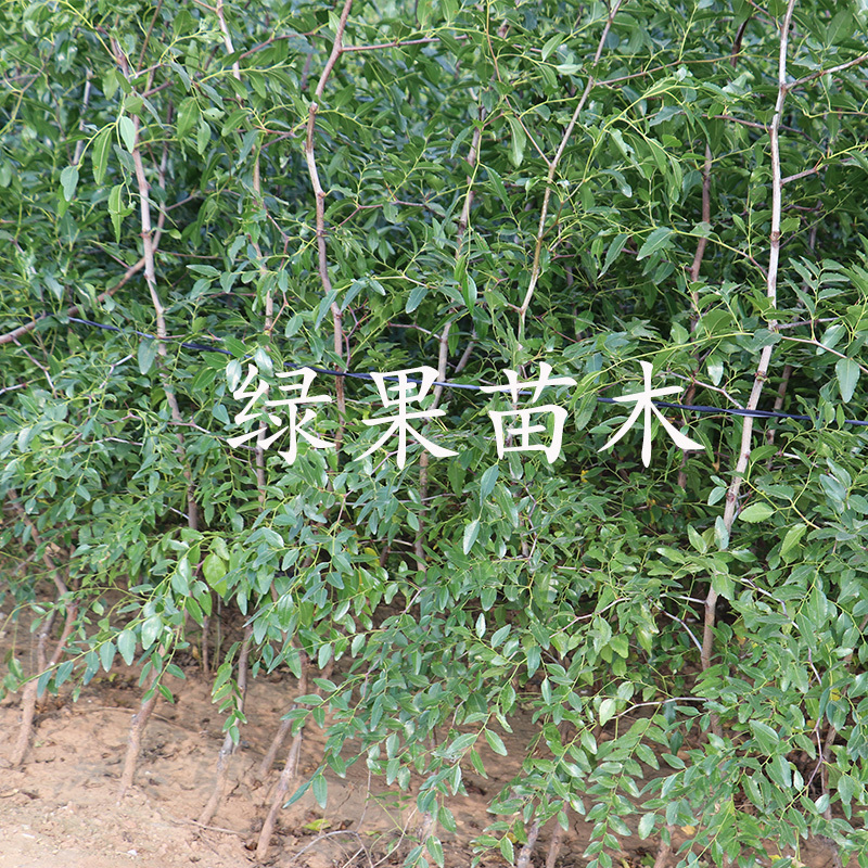 巨王大枣苗大果甜蜜枣南方北方种植基地直销品种纯正