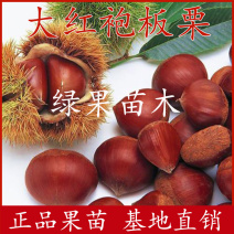 大红袍板栗苗嫁接苗当年结果包品种基地直销包邮