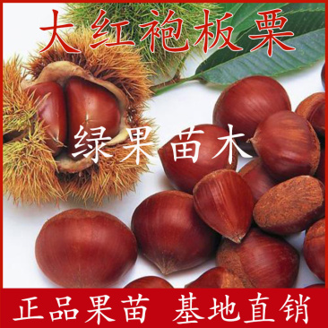 大红袍板栗苗嫁接苗当年结果包品种基地直销包邮