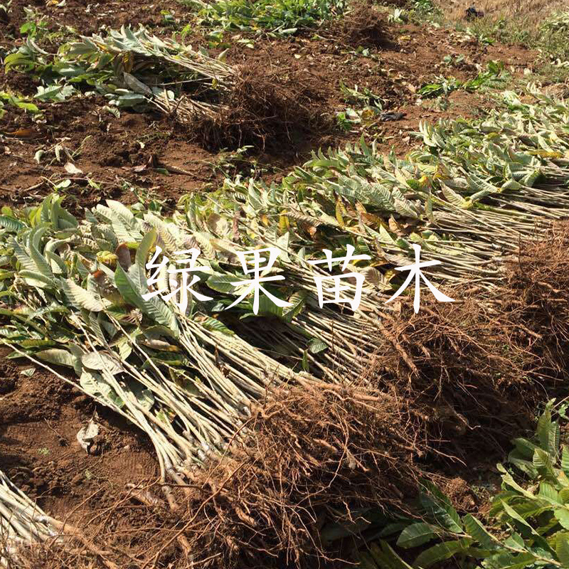 大红袍板栗苗嫁接苗当年结果包品种基地直销包邮