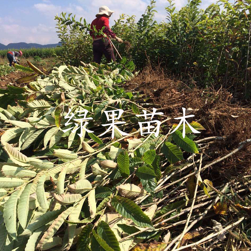 大红袍板栗苗嫁接苗当年结果包品种基地直销包邮