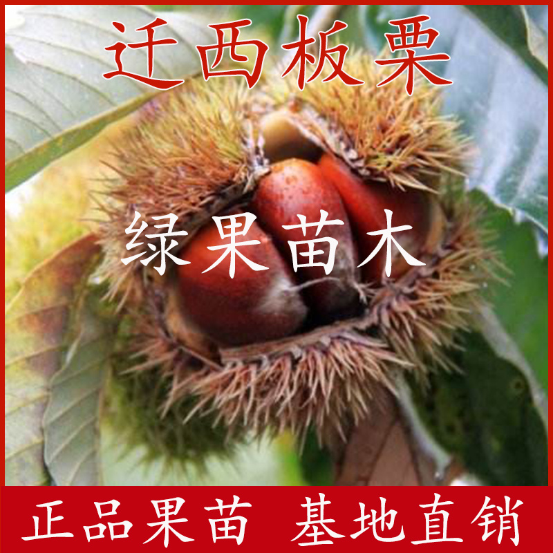 迁西板栗苗大红袍油栗苗当年结果基地直销品种纯正