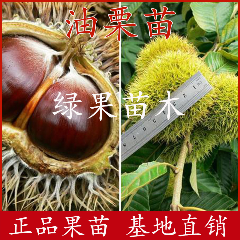 大果板栗树苗油栗苗封开油栗苗基地直销品种纯正包邮