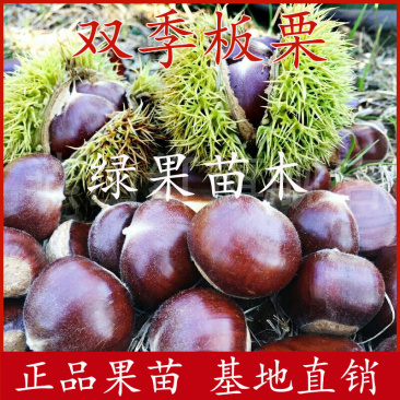 双季结果双季板栗苗一年两次果嫁接苗基地直销品种保证