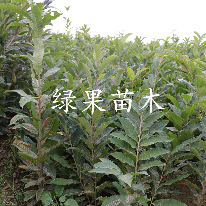 双季结果双季板栗苗一年两次果嫁接苗基地直销品种保证