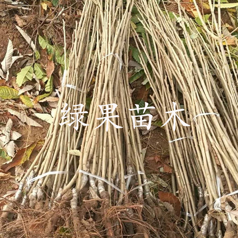 双季结果双季板栗苗一年两次果嫁接苗基地直销品种保证