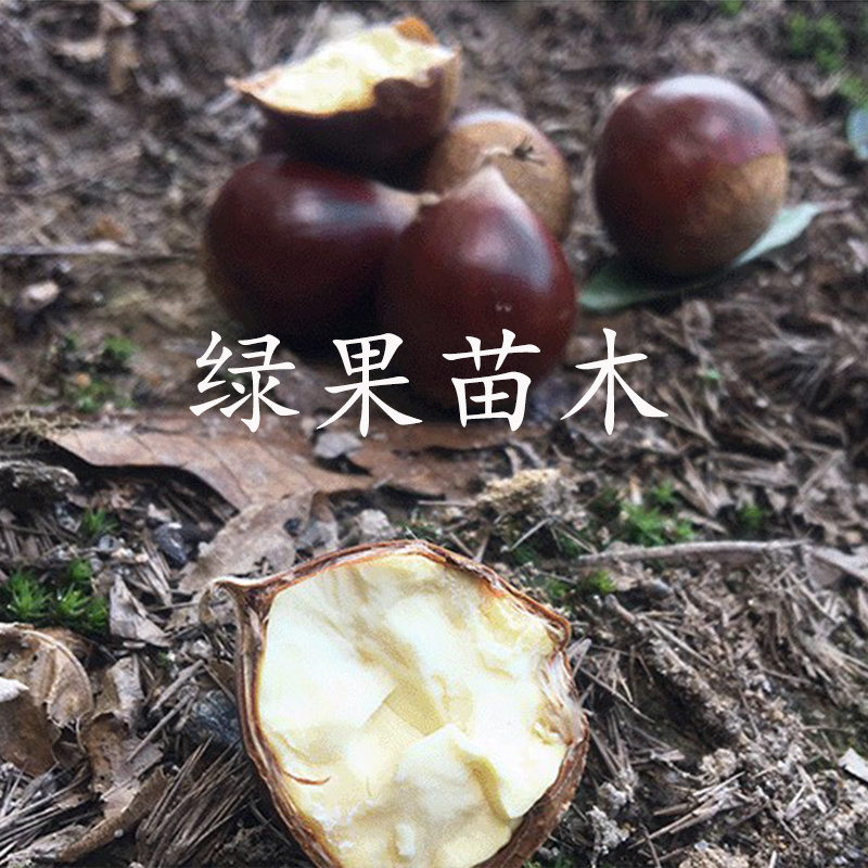 锥栗苗锥栗树苗尖栗子建瓯锥栗小板栗树苗基地直销包邮