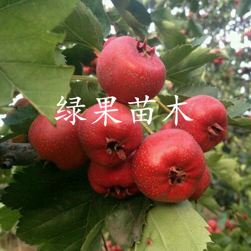 大五棱山楂苗大金星甜红子黄山楂苗根系发达基地直销