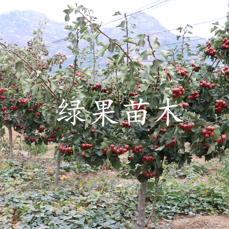大五棱山楂苗大金星甜红子黄山楂苗根系发达基地直销