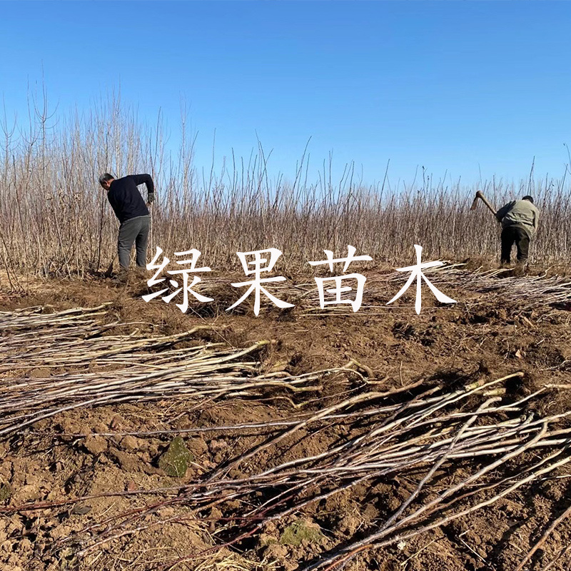 大五棱山楂苗大金星甜红子黄山楂苗根系发达基地直销