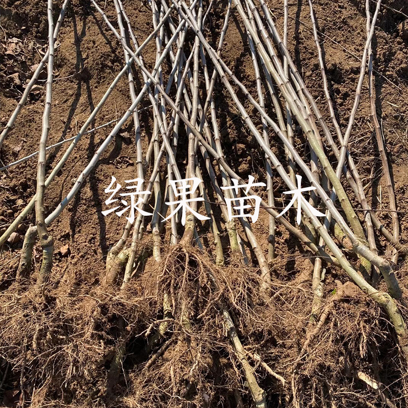 大五棱山楂苗大金星甜红子黄山楂苗根系发达基地直销