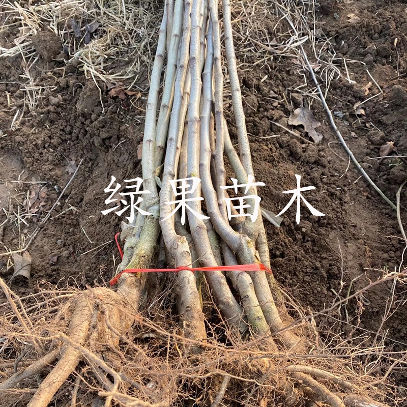 大五棱山楂苗大金星甜红子黄山楂苗根系发达基地直销