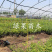 黑珍珠蓝莓苗绿宝石优瑞卡薄雾兔眼奥尼尔蓝莓苗