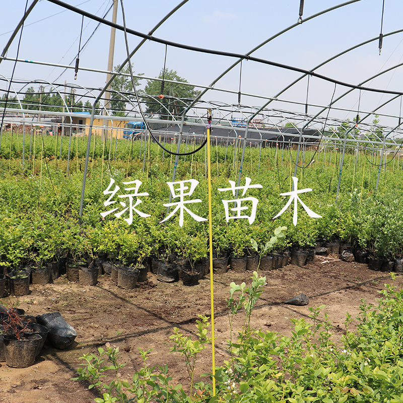 黑珍珠蓝莓苗绿宝石优瑞卡薄雾兔眼奥尼尔蓝莓苗