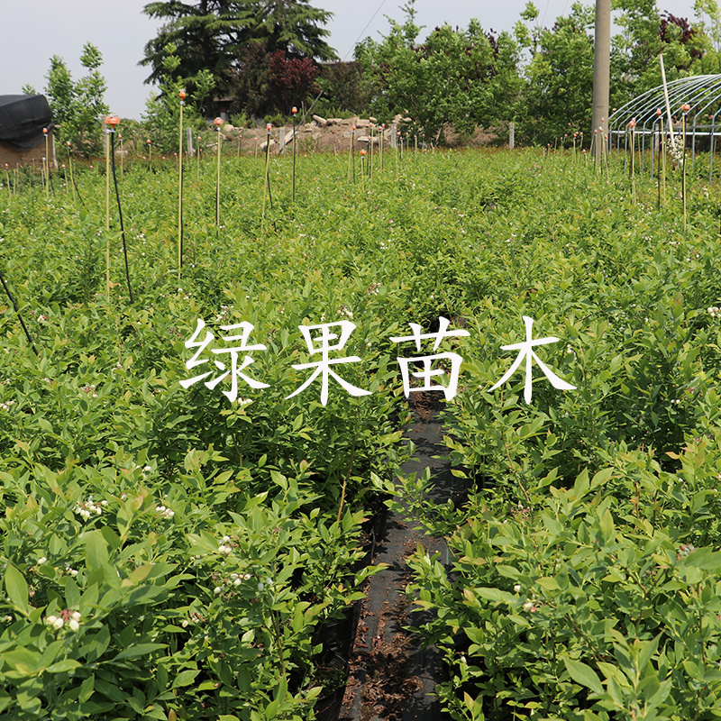 黑珍珠蓝莓苗绿宝石优瑞卡薄雾兔眼奥尼尔蓝莓苗