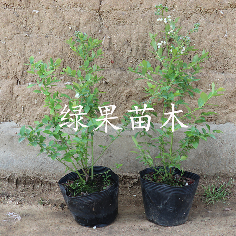 黑珍珠蓝莓苗绿宝石优瑞卡薄雾兔眼奥尼尔蓝莓苗