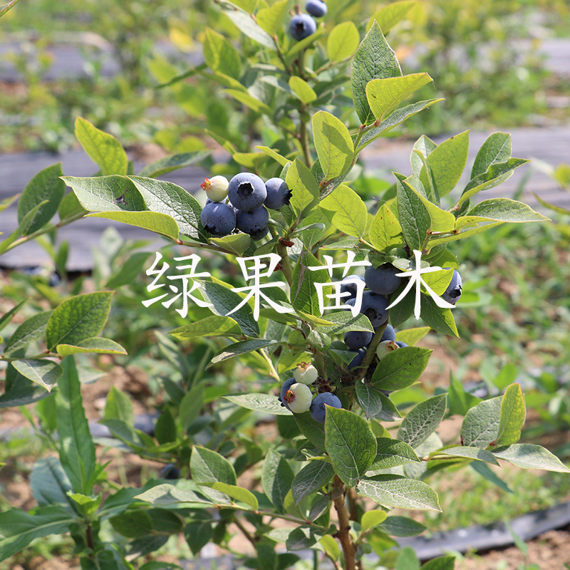 黑珍珠蓝莓苗绿宝石优瑞卡薄雾兔眼奥尼尔蓝莓苗