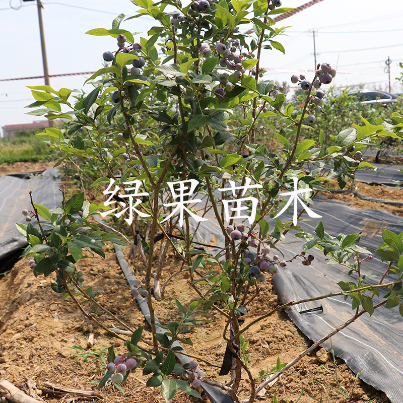 黑珍珠蓝莓苗绿宝石优瑞卡薄雾兔眼奥尼尔蓝莓苗