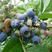 蓝莓苗兔眼蓝丰薄雾莱克西盆栽地栽当年结果包邮