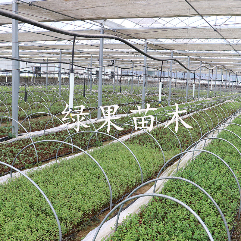蓝莓苗兔眼蓝丰薄雾莱克西盆栽地栽当年结果包邮