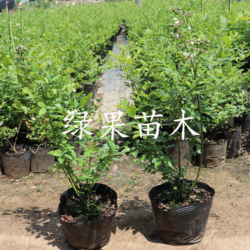 蓝莓苗蓝丰兔眼薄雾天后绿宝石当年结果盆栽地栽