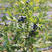 蓝莓苗蓝丰兔眼薄雾天后绿宝石当年结果盆栽地栽