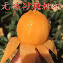 无核砂糖枇杷苗嫁接苗南方种植无核四季特大当年结果包邮