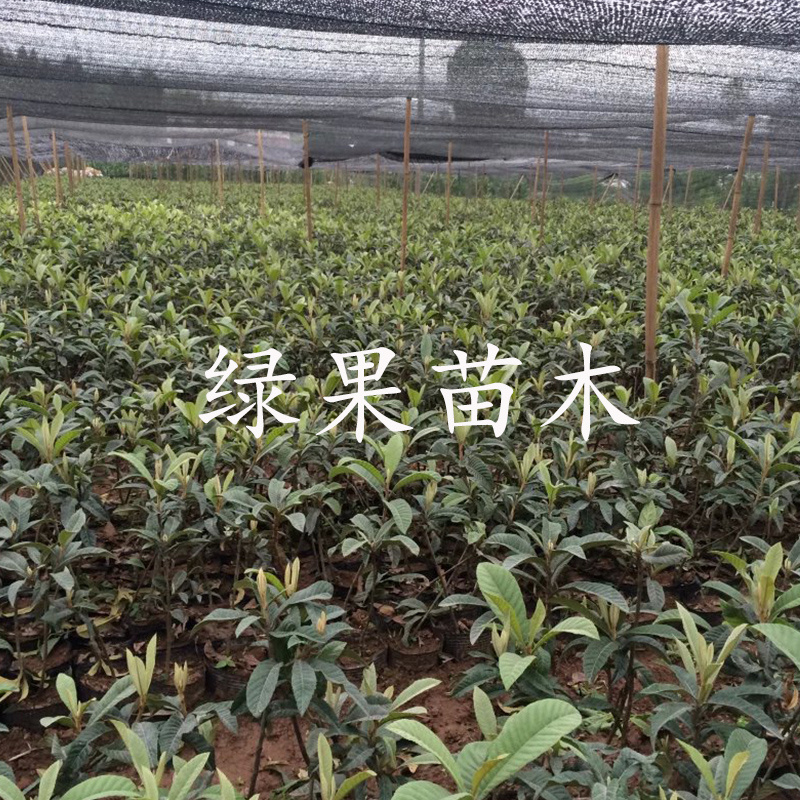 无核砂糖枇杷苗嫁接苗南方种植无核四季特大当年结果包邮