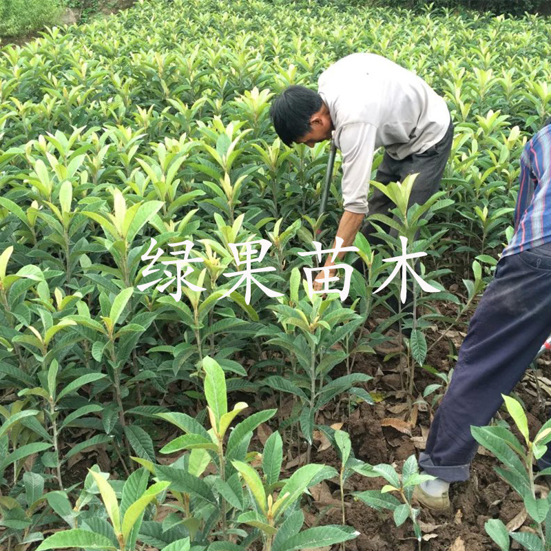 无核砂糖枇杷苗嫁接苗南方种植无核四季特大当年结果包邮