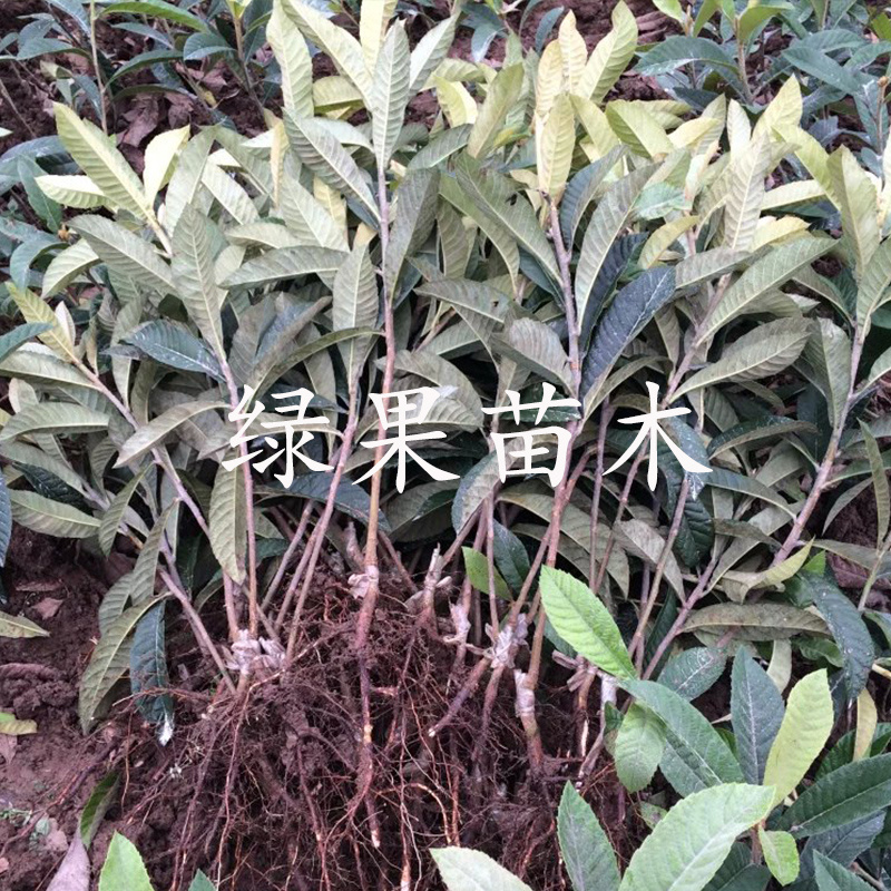 无核砂糖枇杷苗嫁接苗南方种植无核四季特大当年结果包邮