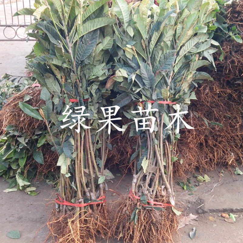 无核砂糖枇杷苗嫁接苗南方种植无核四季特大当年结果包邮