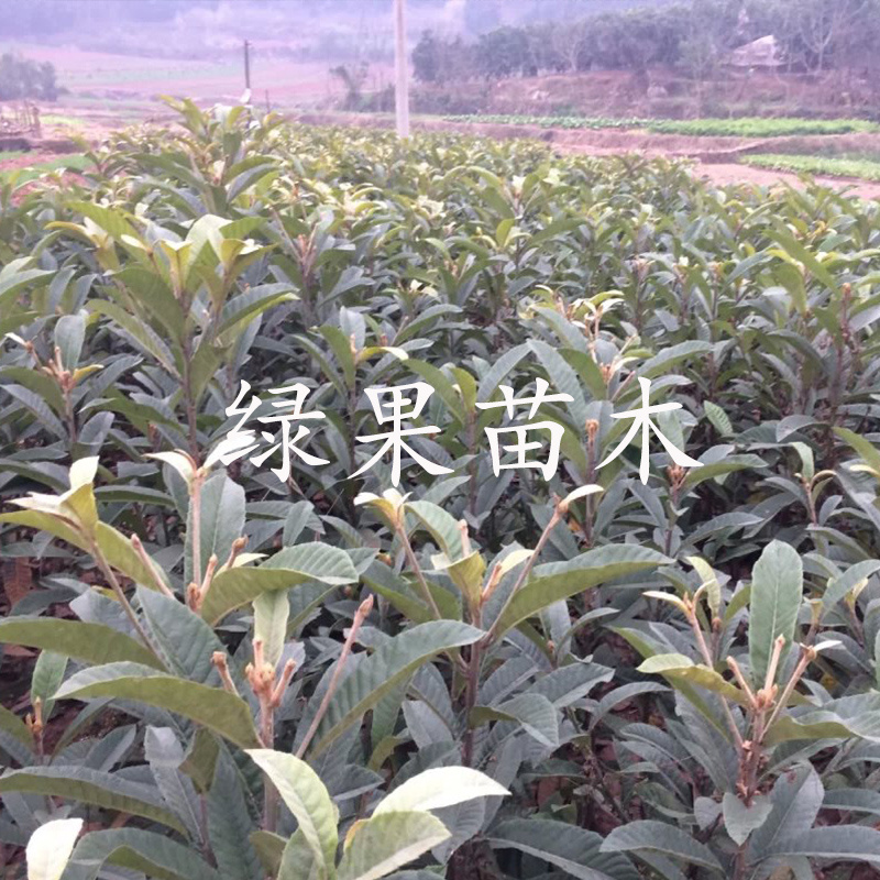 大果白肉新品种贵妃白肉枇杷苗嫁接苗当年结果包邮