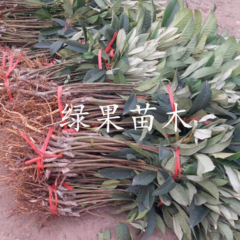 大果白肉新品种贵妃白肉枇杷苗嫁接苗当年结果包邮