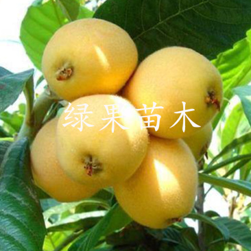 云霄枇杷早钟6号枇杷苗嫁接苗当年结果南方种植包邮
