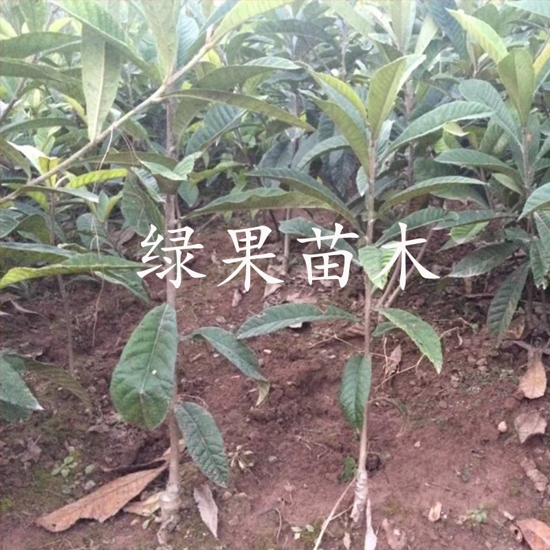 云霄枇杷早钟6号枇杷苗嫁接苗当年结果南方种植包邮